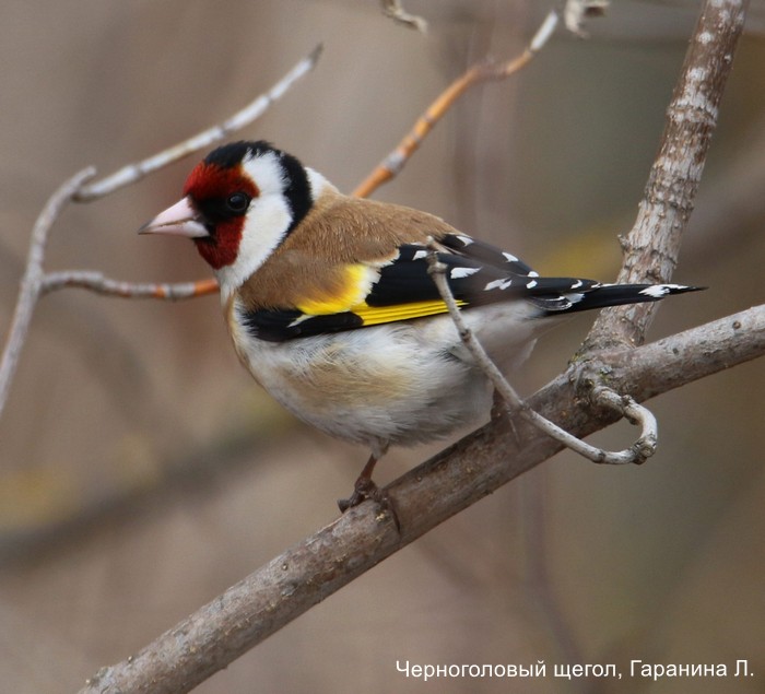 Черноголовый щегол, Гаранина Л.
