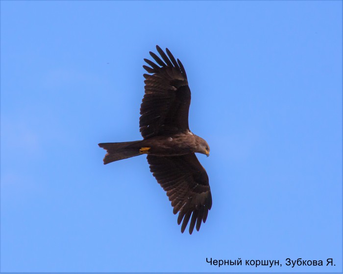 Черный коршун, Зубкова Я.