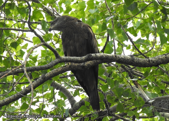 Черный коршун, Зяткина Г.