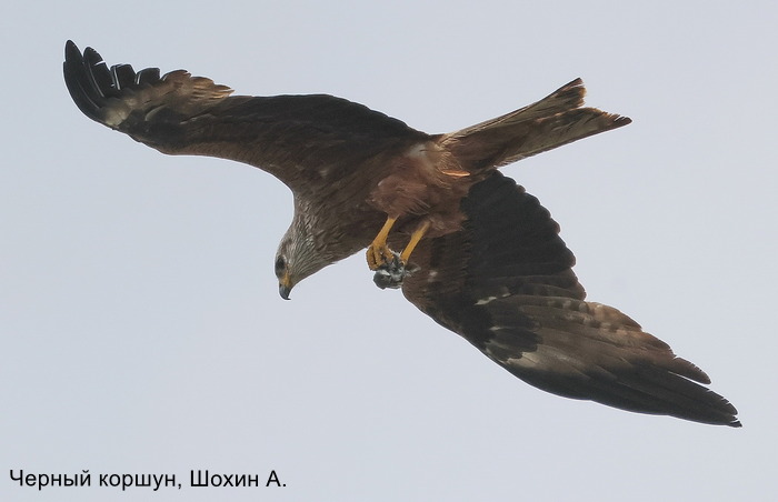 Черный коршун, Шохин А (1)