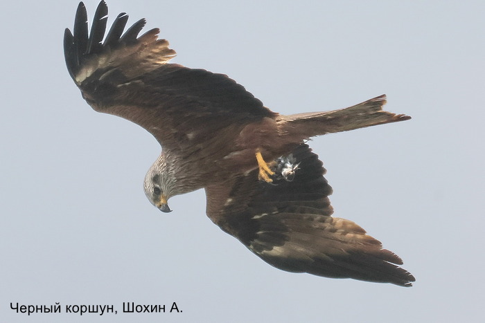 Черный коршун, Шохин А (2)