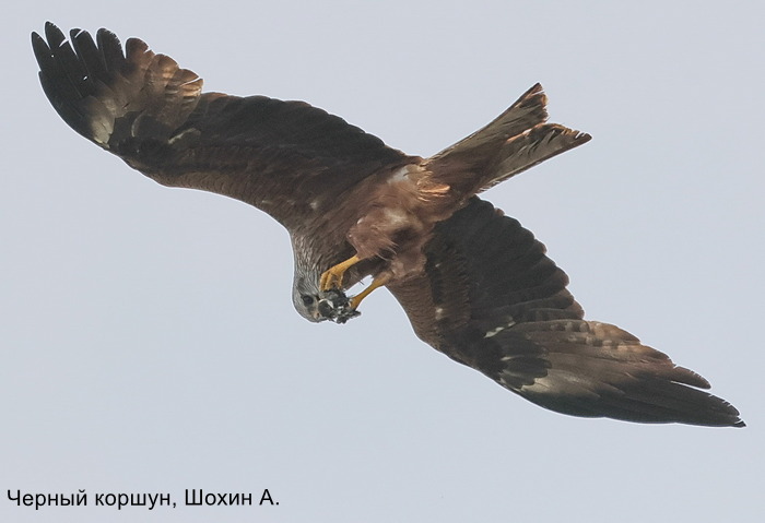 Черный коршун, Шохин А. (3)