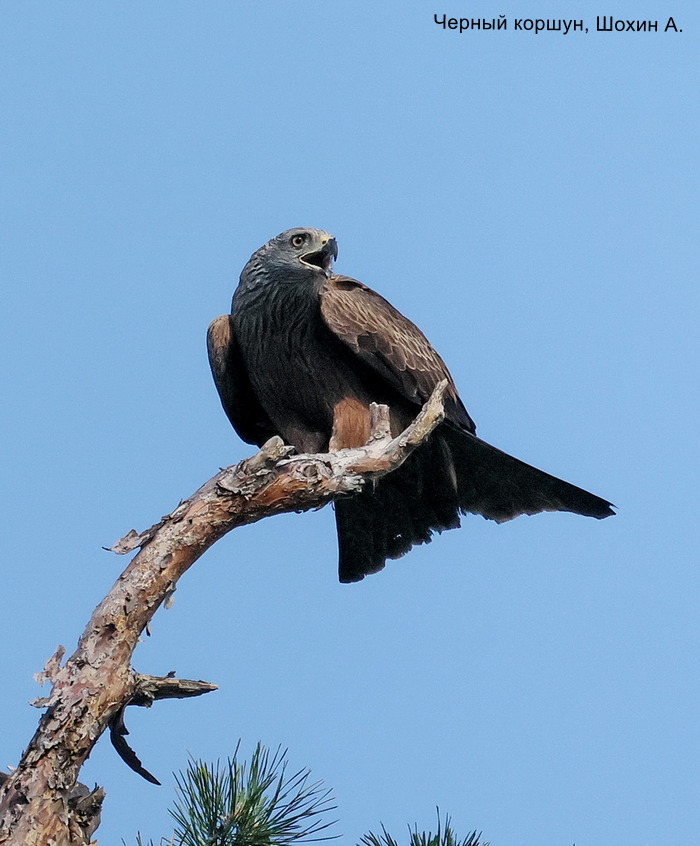 Черный коршун, Шохин А.