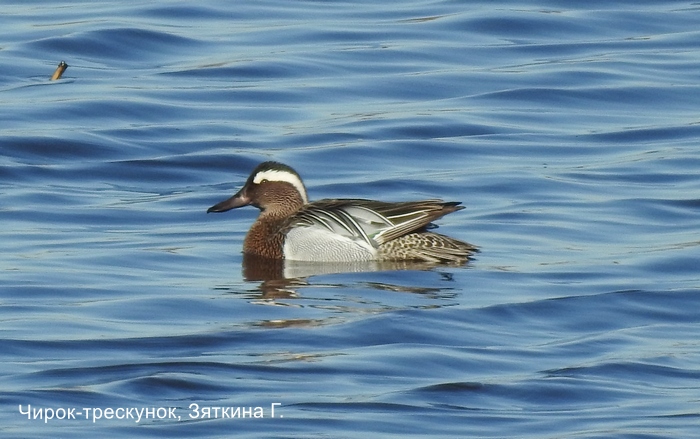 Чирок-трескунок, Зяткина Г.
