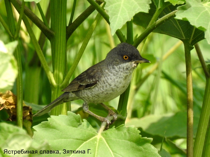 Ястребиная славка, Зяткина Г.