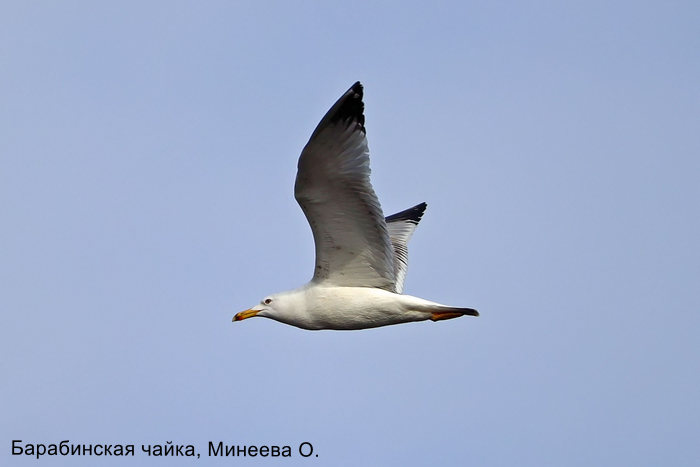 Барабинская чайка, Минеева О.