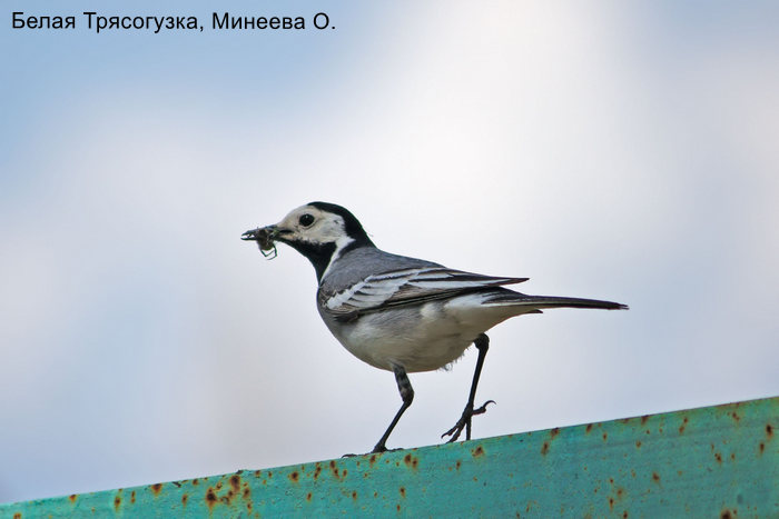 Белая Трясогузка, Минеева О.