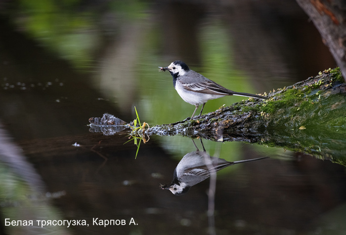 Белая трясогузка, Карпов А.