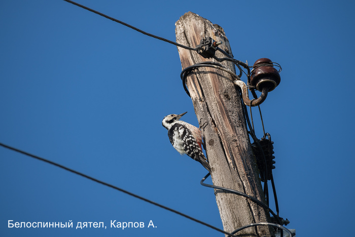 Белоспинный дятел, Карпов А.