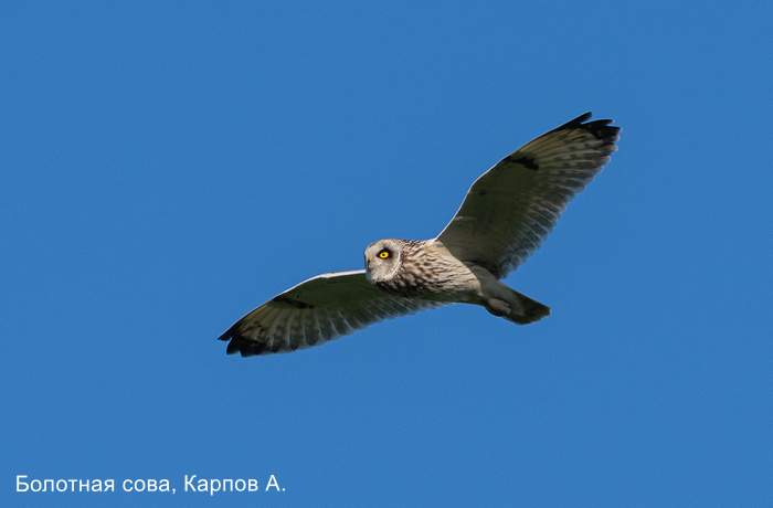 Болотная сова, Карпов А (1)