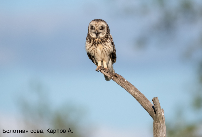 Болотная сова, Карпов А (2)