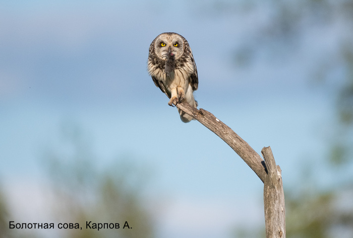 Болотная сова, Карпов А (3)