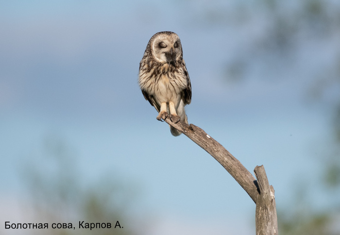 Болотная сова, Карпов А (4)
