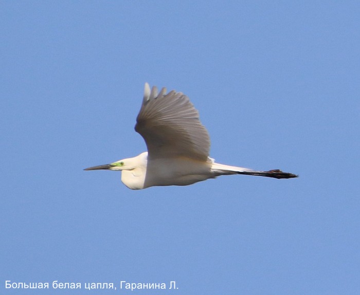Большая белая цапля, Гаранина Л.