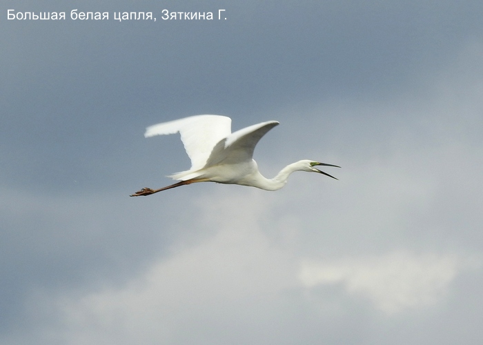 Большая белая цапля, Зяткина Г.