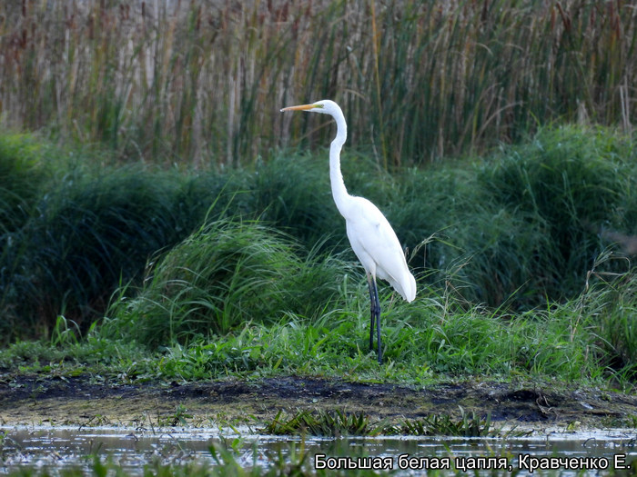 Большая белая цапля, Кравченко Е.