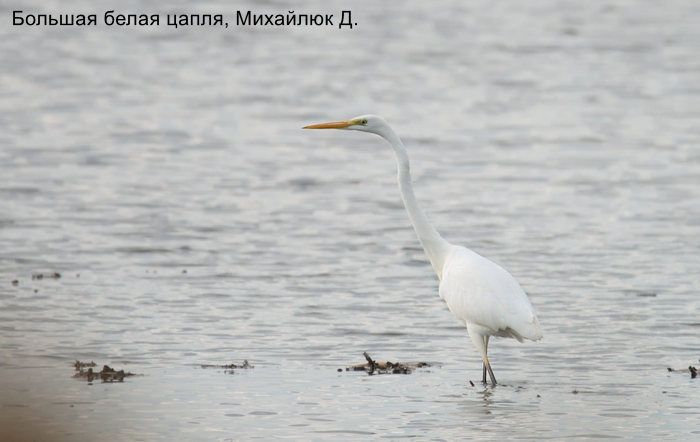 Большая белая цапля, Михайлюк Д (1)