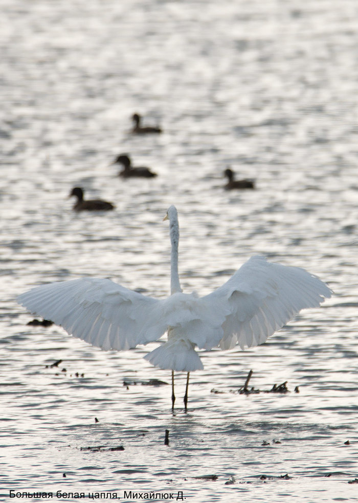 Большая белая цапля, Михайлюк Д (2)