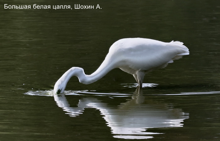 Большая белая цапля, Шохин А (1)