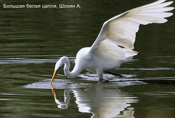 Большая белая цапля, Шохин А (2)