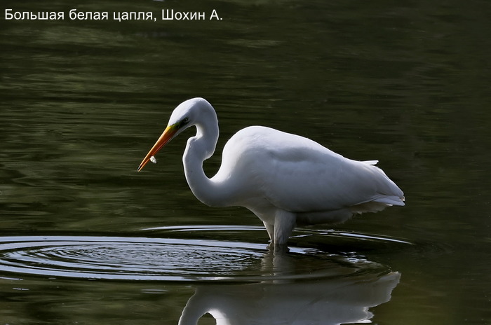 Большая белая цапля, Шохин А. (3)