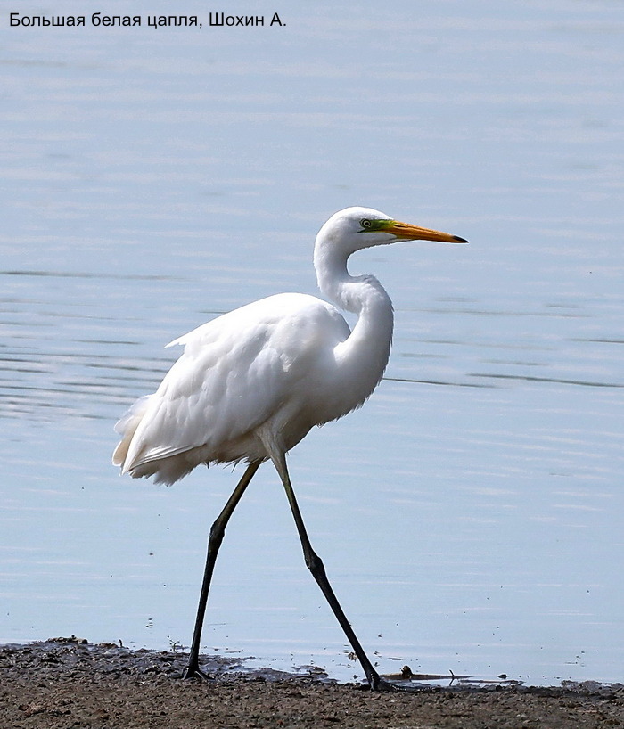 Большая белая цапля, Шохин А.