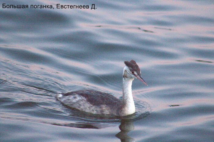 Большая поганка, Евстегнеев Д.