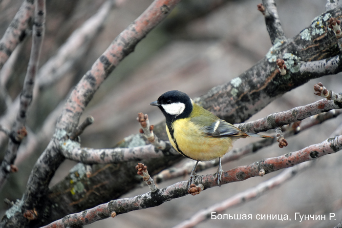 Большая синица, Гунчин Р.