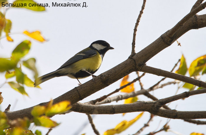Большая синица, Михайлюк Д.