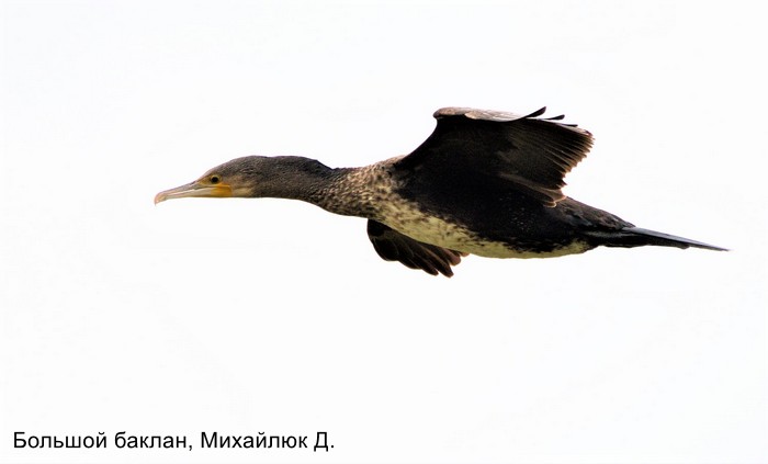Большой баклан, Михайлюк Д.