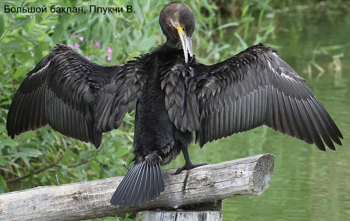 Большой баклан, Плукчи В.