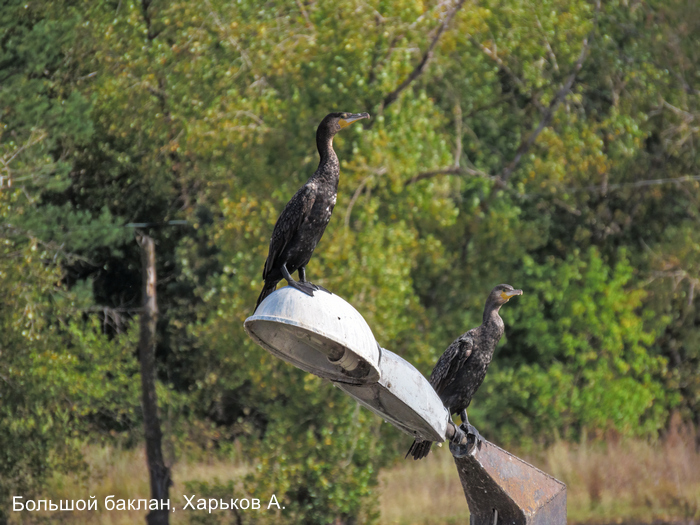 Большой баклан, Харьков А.