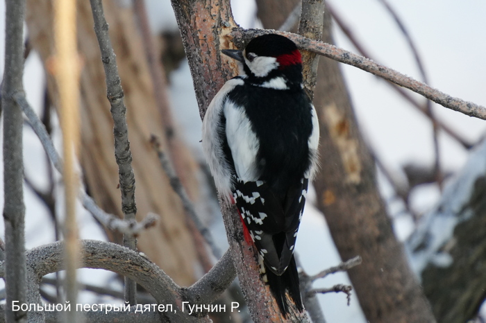 Большой пестрый дятел, Гунчин Р.