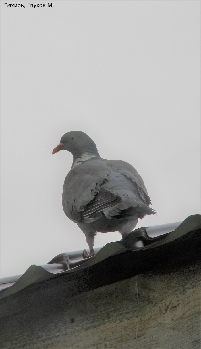 Вяхирь, Глухов М.
