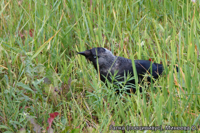 Галка (поецививус), Минеева О.