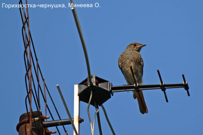 Горихвостка-чернушка, Минеева О.