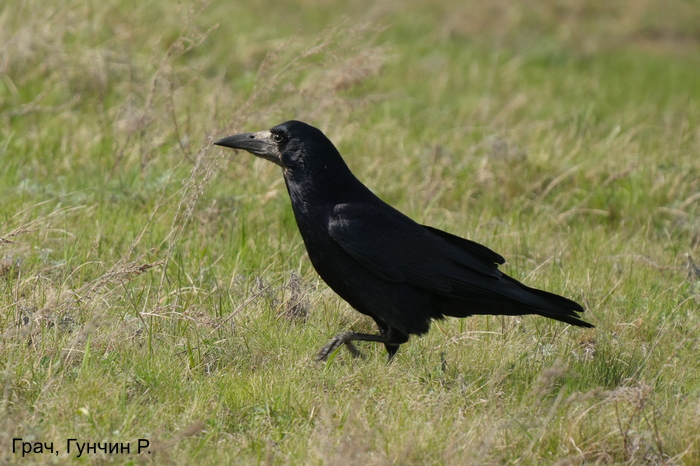 Грач, Гунчин Р.