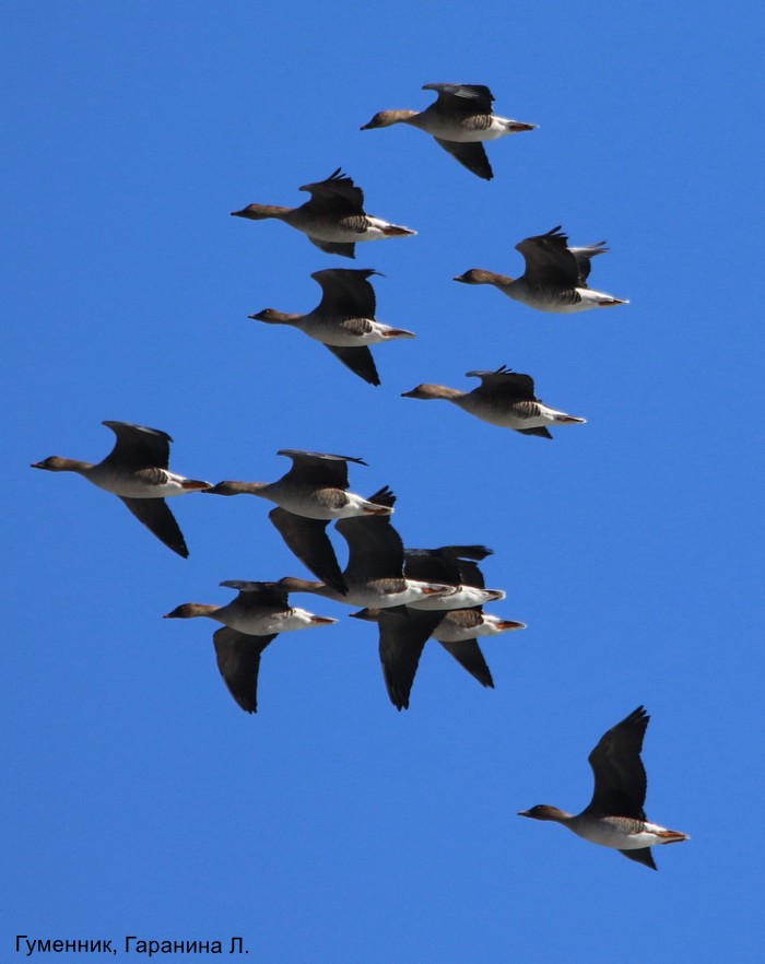 Гуменник, Гаранина Л.