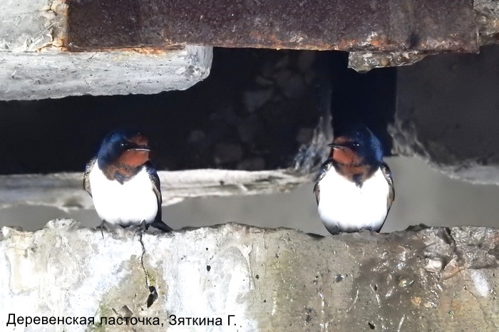 Деревенская ласточка, Зяткина Г.