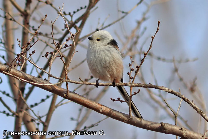 Длиннохвостая синица, Минеева О.