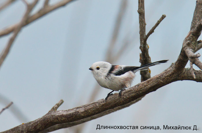 Длиннохвостая синица, Михайлюк Д.