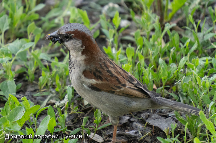 Домовый воробей, Гунчин Р.