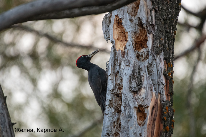Желна, Карпов А.