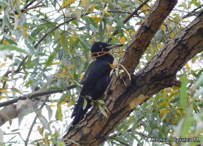 Желна, Лутина М.