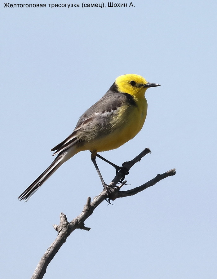 Желтоголовая трясогузка (самец), Шохин А (1)