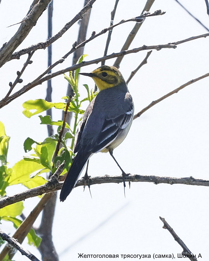 Желтоголовая трясогузка (самка), Шохин А