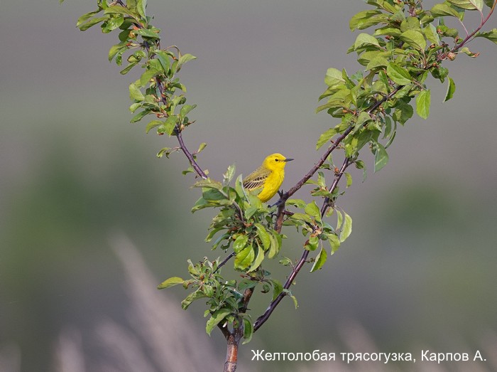 Желтолобая трясогузка, Карпов А.
