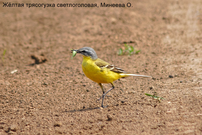Жёлтая трясогузка светлоголовая, Минеева О.