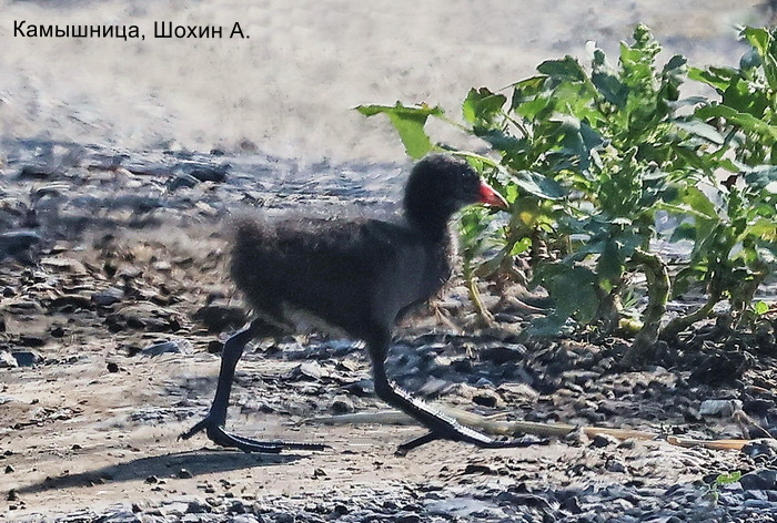 Камышница, Шохин А.