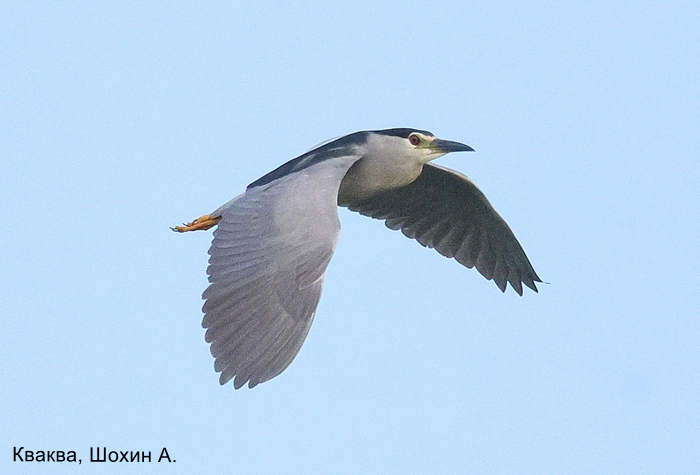 Кваква, Шохин А.